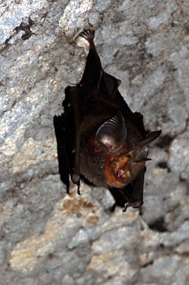 flores-mirror-cave-vleermuis-02