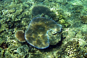 gili-air-snorkel-excursie-koraal-01