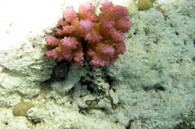 gili-air-snorkel-excursie-koraal-02