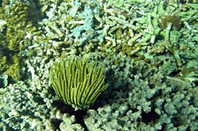 gili-air-snorkel-excursie-koraal-03