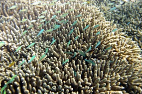 gili-air-snorkel-excursie-koraal-04