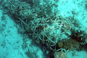 gili-air-snorkel-excursie-koraal-biorock