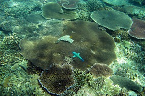 gili-air-snorkel-excursie-papagaaivis
