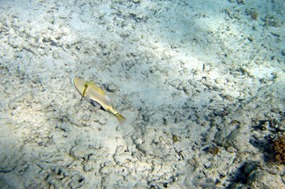 gili-air-snorkel-excursie-picassotriggerfish