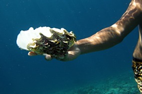 gili-air-snorkel-excursie-reuzenoester
