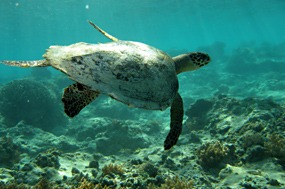 gili-air-snorkel-excursie-zeeschildpad-01