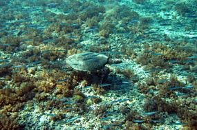 gili-air-snorkel-excursie-zeeschildpad-02