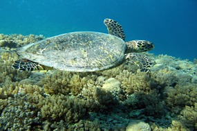 gili-air-snorkel-excursie-zeeschildpad-03