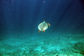 gili-air-snorkel-excursie-zeeschildpad-04