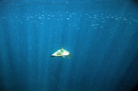 gili-air-snorkel-excursie-zeeschildpad-05