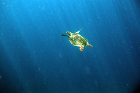 gili-air-snorkel-excursie-zeeschildpad-06