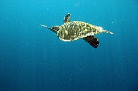 gili-air-snorkel-excursie-zeeschildpad-07