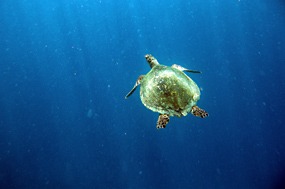 gili-air-snorkel-excursie-zeeschildpad-09