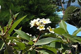 gili-trawangan-natuur-frangipani