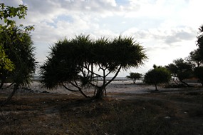 gili-trawangan-natuur