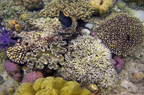 komodo-pink-beach-snorkelen-02