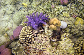 komodo-pink-beach-snorkelen-03