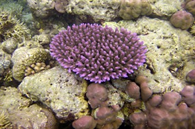 komodo-pink-beach-snorkelen-04