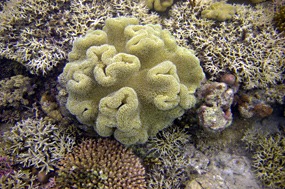 komodo-pink-beach-snorkelen-05