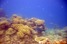 komodo-pink-beach-snorkelen-06