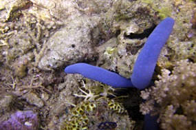 komodo-pink-beach-snorkelen-blauwe-zeester-02