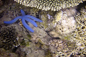 komodo-pink-beach-snorkelen-blauwe-zeester