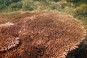 komodo-pink-beach-snorkelen-koraal-02