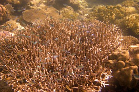 komodo-pink-beach-snorkelen-koraal-03