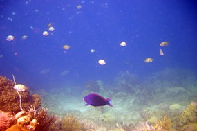 komodo-pink-beach-snorkelen-koraal-04