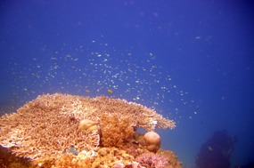 komodo-pink-beach-snorkelen-koraal-05