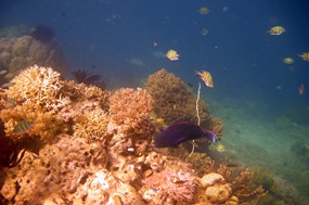 komodo-pink-beach-snorkelen-koraal-06