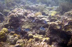 komodo-pink-beach-snorkelen-koraal-07