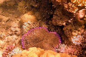 komodo-pink-beach-snorkelen-koraal-08