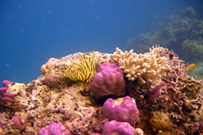 komodo-pink-beach-snorkelen-koraal-09