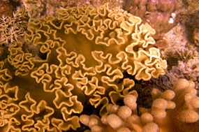 komodo-pink-beach-snorkelen-koraal-10