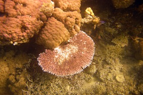 komodo-pink-beach-snorkelen-koraal-11