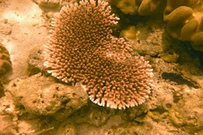 komodo-pink-beach-snorkelen-koraal