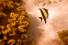 komodo-pink-beach-snorkelen-maanvis-02