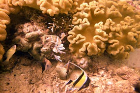 komodo-pink-beach-snorkelen-maanvis