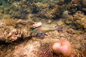 komodo-pink-beach-snorkelen-papagaaivis-02