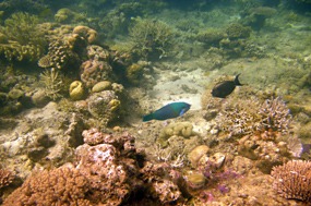 komodo-pink-beach-snorkelen-papagaaivis-03