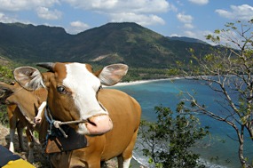 lombok-baai-koeien-02