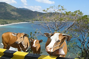 lombok-baai-koeien