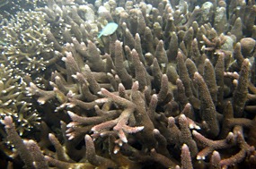 lombok-senggigi-snorkelen-01