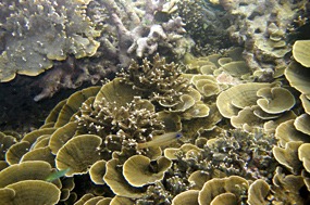 lombok-senggigi-snorkelen-02