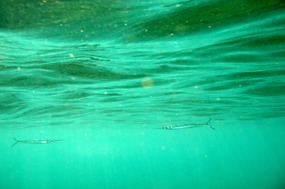 lombok-senggigi-snorkelen-03