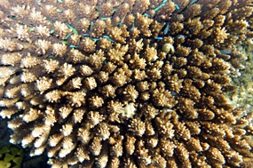 lombok-senggigi-snorkelen-05