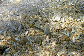 lombok-senggigi-snorkelen-06