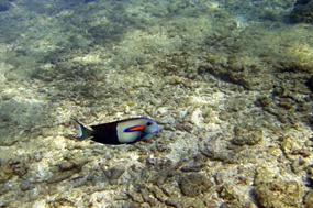 lombok-senggigi-snorkelen-07