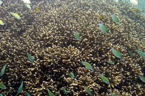 lombok-senggigi-snorkelen-08